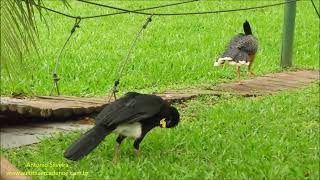 Observando a vida selvagem Bonito MS por Antonio Silveira [upl. by Avot697]