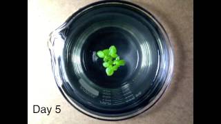 Timelapse Video of Duckweed Growth [upl. by Ailahs452]