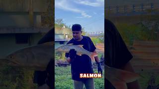 INDIAN SALMON  വാമിൻ 😱 salmon fishing salmonfish shortsviral [upl. by Rhiana]