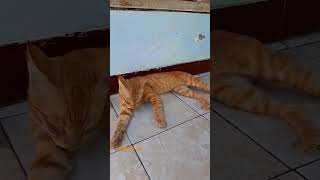 Javanese cat at home [upl. by Airaet]