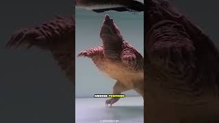 Alligator snapping turtle  Bite Power 😮shorts youtubeshorts [upl. by Haleigh]