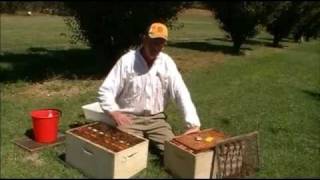 Destroying bee colonies with soapy water [upl. by Thornton155]