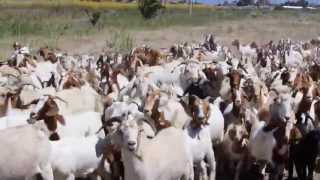 RentAGoat Goat Wrangling Best in the World [upl. by Ahsenik]