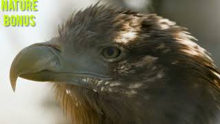 the king of birds prey Golden eagle [upl. by Aidnyc]