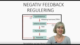 Det endokrine systemet Negativ feedback regulering [upl. by Joell]