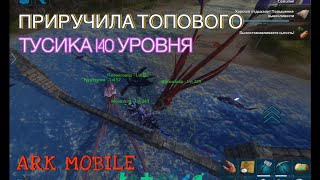 ПРИРУЧЕНИЕ ТОПОВОГО ТУСОТЕУТИСА В АРК МОБАЙЛ В СОЛО arksurvivalevolved arkmobile [upl. by Zetnas]