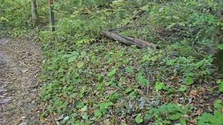 Twin Creek MetroPark Fall Sunset Hike from Highview Shelter to Dogwood Pond 10192024 Video 1 [upl. by Doownelg]