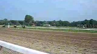 saratoga race track horses [upl. by Isyed654]