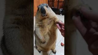 marmot style handshake [upl. by Anpas]