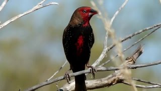 Pilbara Inhabitants  FINCHES [upl. by Adai]