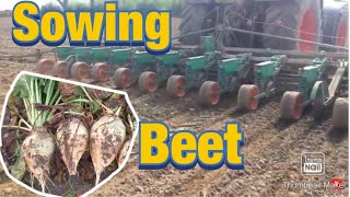 Sowing fodder beet [upl. by Dorry582]