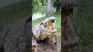 crocodilian amazingfacts animals wildlife factsinhindi automobile eagle animemusic crocodil [upl. by Norreht]