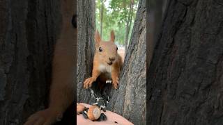 quotУбаюкиваюquot белочку 🐿 Charmingly disarming the squirrel [upl. by Oneladgam]