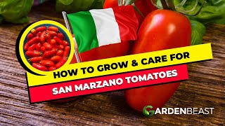 How to Grow San Marzano Tomatoes Top Secrets to Care for These Delicious Tomatoes [upl. by Annabella]