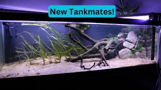 StreamBed Aquascape update 2 Months New Tankmates [upl. by Jeana]