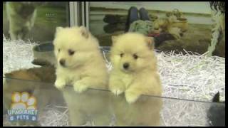 Pure breed Pomeranian Toy puppies [upl. by Saber]