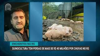 ENCHENTES NO RS SUINOCULTURA TEM PERDAS DE MAIS DE R 40 MILHÕES POR CHUVAS NO ESTADO [upl. by Jenks845]