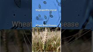 Wheat Blast Disease Magnaporthe Oryzae  Threat to Global Food Security 🌾 🦠 [upl. by Hastings]