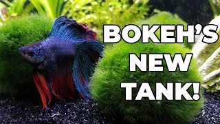 Rescaping my 10 Gallon Betta Fish Tank Aquascaping [upl. by Asaph]