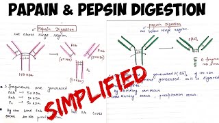 Papain and Pepsin digestion of Antibodyimmunology [upl. by Aranaj]