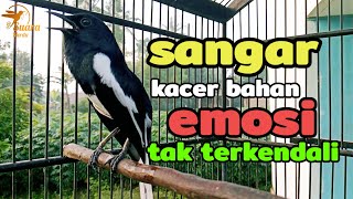 siulan kacer gacor suara keras besetan kasar cocok buat pancingan kacer biar cepat buka ekor [upl. by Sokem]