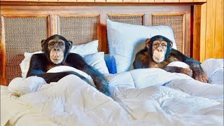 Chimpanzee Valentine’s Dinner ❤️❤️ Live [upl. by Slohcin]