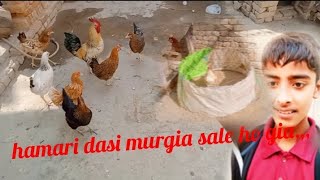 hamari dasi murgia sale ho gi or hamari aseel murgi ka pinjra aagia 💞 [upl. by Aisyat]