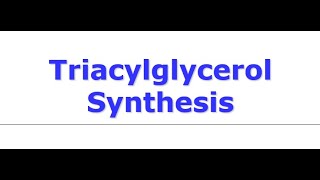 Triacylglycerol Synthesis [upl. by Einaeg991]