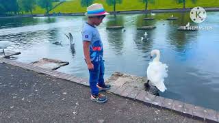 Belfast WaterWorks Park  🦢 Swan Lake visit ❤️👌 [upl. by Yeuh548]