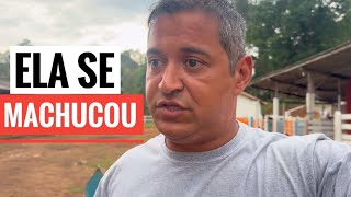 OLHA O QUE ACONTECEU COM O SÍTIO QUANDO ESTIVE AUSENTE [upl. by Nealy]