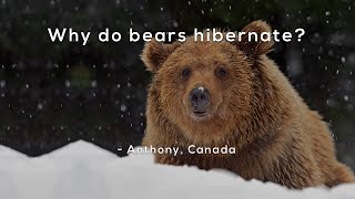 Why do bears hibernate [upl. by Arvind]