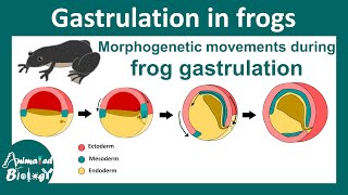 Gastrulation in frog  Morphogenetic movement during Xenopus gastrulation  epiboly  Embryology [upl. by Enyrhtac]