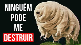 Conheça as criaturas imortais da Terra Tardigrade [upl. by Volnay]