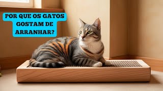 Por que os GATOS gosta de arranhar [upl. by Lehte]