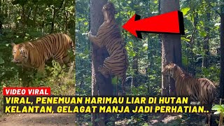 VIRAL PENEMUAN HARIMAU LIAR DI HUTAN KELANTAN GELAGAT MANJA JADI PERHATIAN [upl. by Risan]