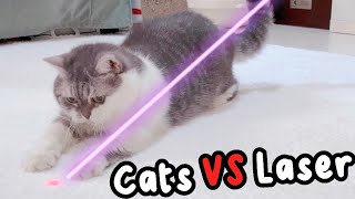 Cats VS Laser  Mypawsntails [upl. by Mel41]