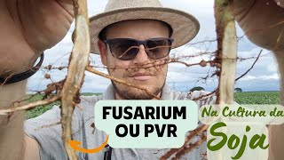 FUSARIUM  Fusariose  Morte Súbita  Podridão Vermelha da Raiz PVR Aprenda a Identificar na Soja [upl. by Havener]