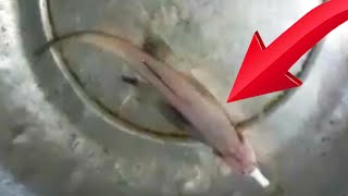 Have you ever seen a live Bombil fish  জীবিত লটিয়া মাছ কি কখনো দেখেছেন  Amazing fishing video [upl. by Bertolde]