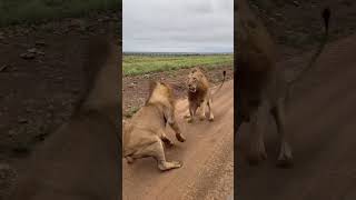 NAIROBI NATIONAL PARK lion city kenyasafari wildlife kenyasafari subscribe safarisightings [upl. by Aeli671]