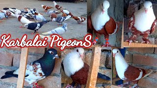 Karbalai Pigeons  Fancy Pigeons  Gola Pigeons  Kabootar Bazi [upl. by Darby]