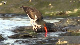 An American Oystercatcher foraging [upl. by Lamaj842]