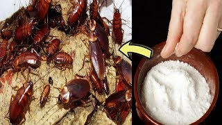 How to get rid of cockroaches fast in kitchen cabinets – with Natural home remedies [upl. by Naawaj]