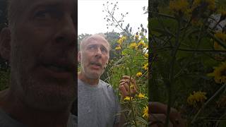 Canadian Hawkweed hieracium umbellatum herbs foraging nativeplants adventure outdoors [upl. by Sorrows753]