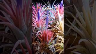 Tillandsia airplants shorts [upl. by Leahcimnaes751]