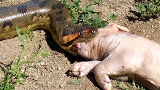 Anaconda Grabs and Swallows Pig in Outside Enclosure [upl. by Duval156]