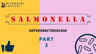 SALMONELLA PART 3  MICROBIOLOGY [upl. by Aihsekan]