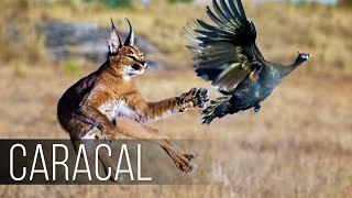 CARACAL is a CATJUMPER a Bird Hunter Caracal vs Jackals and Birds [upl. by Yrokcaz]