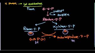 Hexose monophosphate shunt  pentose phosphate pathway [upl. by Aihsotan]