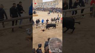 ACTION à AIGUES MORTES  06102024😱💥 tradition toros [upl. by Lashondra]