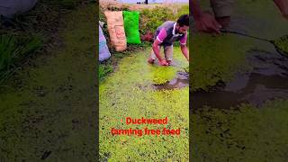 duckweed farming free feed for chickens and fish 🐠 [upl. by Arak]